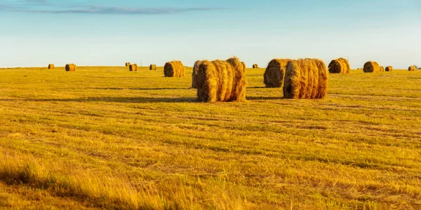 Fardos Redondos Feno Seco Campo Outono Amarelo — Fotografia de Stock