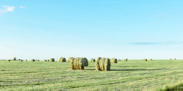 Fardos Redondos Feno Seco Campo Verde Panorama — Fotografia de Stock