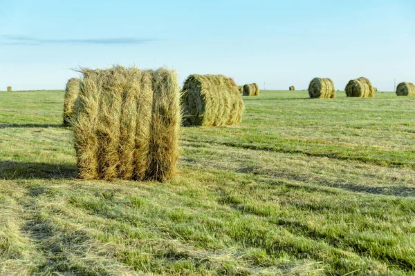 Yeşil Bir Tarlada Kuru Saman Balyaları — Stok fotoğraf