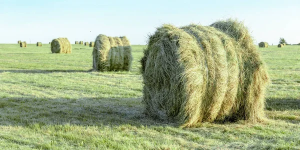 Rundballen Aus Trockenem Heu Einem Grünen Feld — Stockfoto