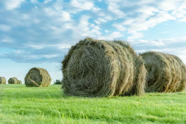 Bales Dry Hay Green Field — Stock Photo, Image