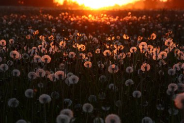 Dandelions sahip bir alan üzerinden günbatımı.