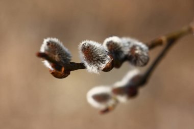 Bahar. İlk çiçek şube.