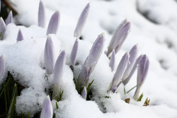 To crocuses snow not a hindrance.