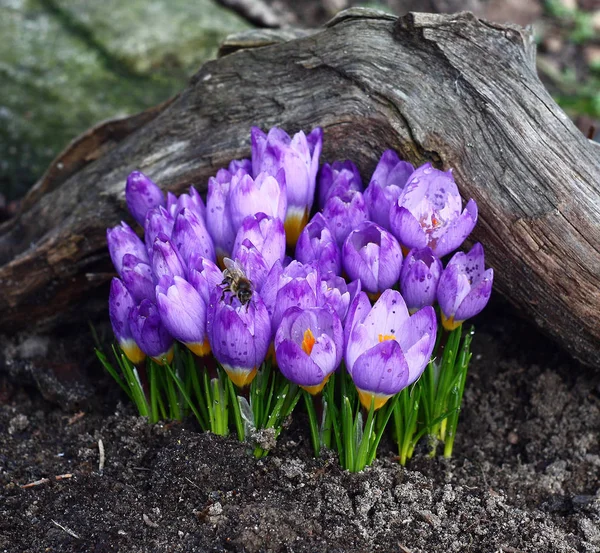 Spring.Crocuses. — Stockfoto