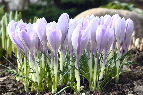 Blomning av vårvintern. — Stockfoto