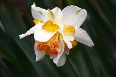 Zor bir nergis çiçeği.