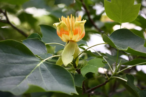 Liriodendron çiçek.
