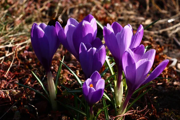 Grands crocus violets . — Photo