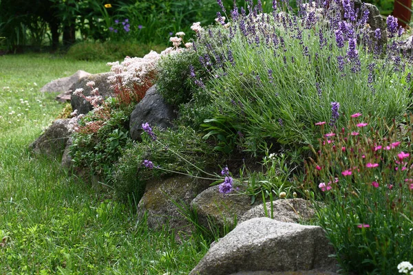 Garden hill with a lavender. — Stock Photo, Image