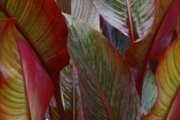 Canna levelek. — Stock Fotó