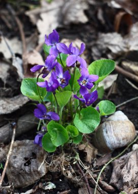 Wild viola.