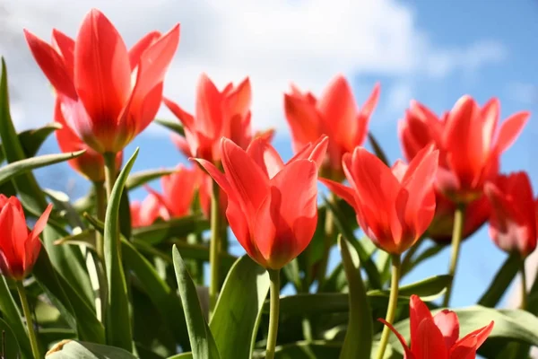 Tulipas escarlate . — Fotografia de Stock