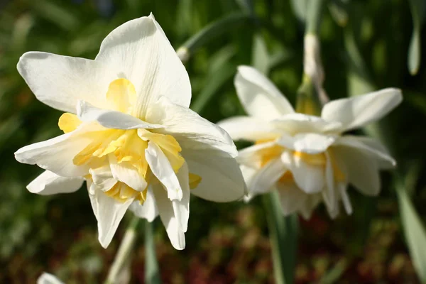 Narcissus forward and a background. — Stock Photo, Image