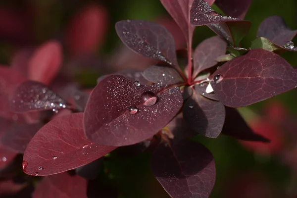 Berberis thunbergii levelek. — Stock Fotó