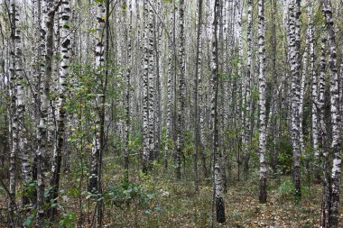 Young birch forest.