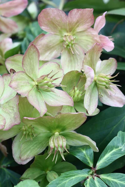 Virágzó helleborus függőlegesen. — Stock Fotó