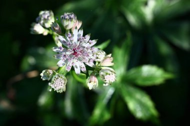 Astrantia.The Üstten Görünüm.