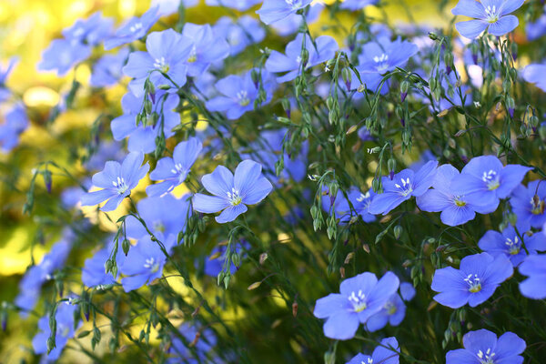 Flax blossoms.