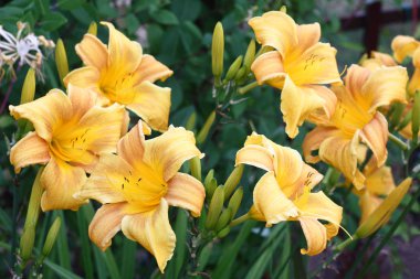 Coğrafyada çiçekler etrafında.