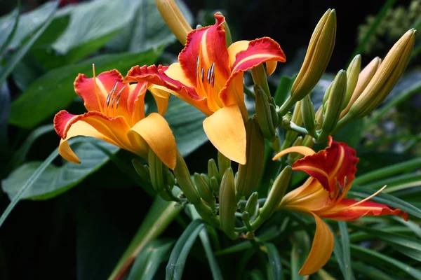 Tres flores de un hemerocallis . — Foto de Stock
