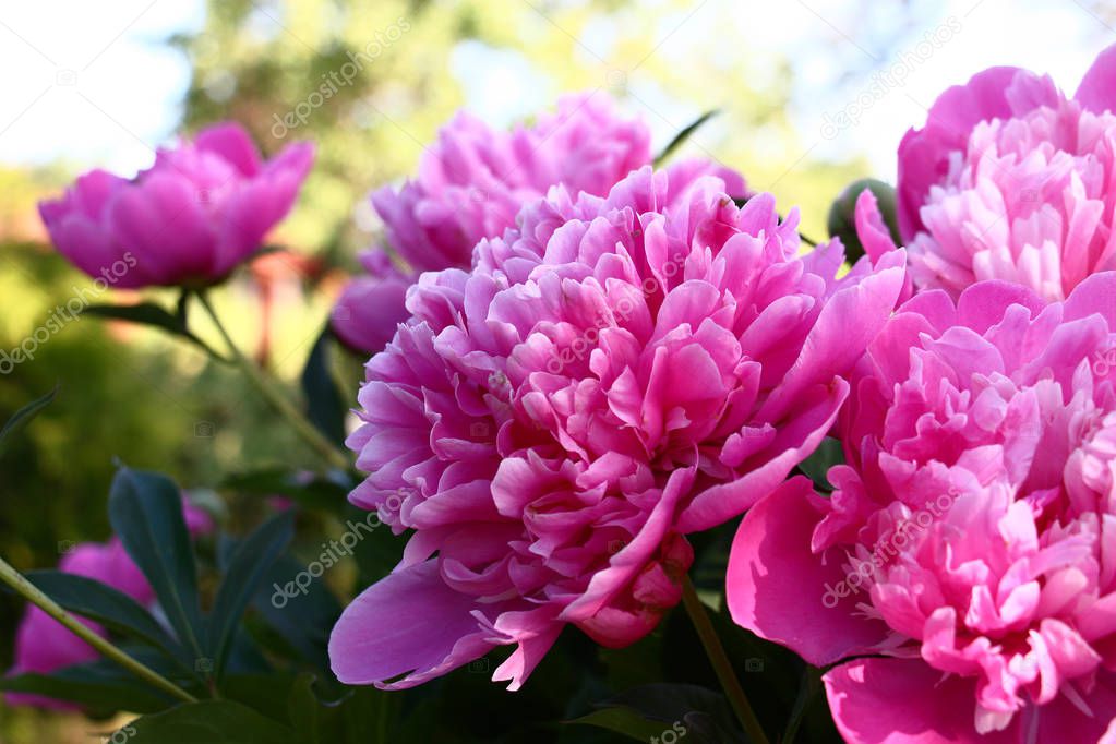 Large flowers of a peony, terry with pink petals, are decoration of a garden at any time.