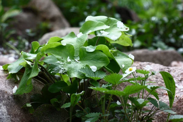 Květinovém Záhonu Mezi Kameny Jsou Mladé Zelené Listy Hepatiky Nich — Stock fotografie
