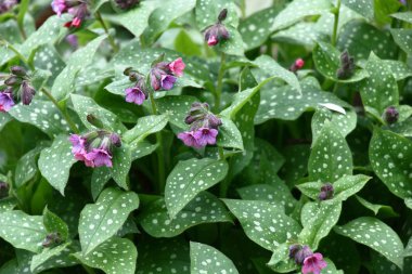 Bir bahçede büyümüş ve çiçek açmış. Küçük çiçekler. Pulmonaria saccharata..