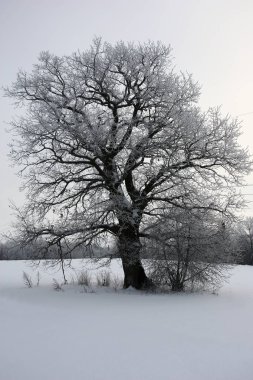 Kış tarlasında meşe.