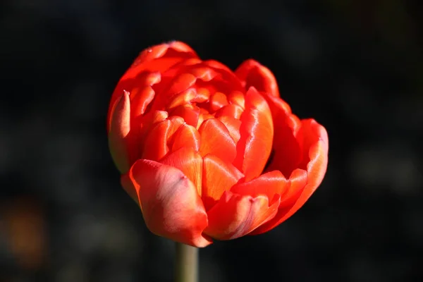 Contra Fundo Escuro Tulipa Vermelha Terry Brilhante Revela — Fotografia de Stock