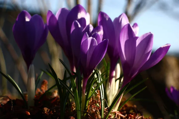 God morgon. Ljus och nyanser på den violetta. — Stockfoto