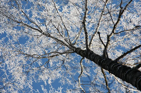 Huş ağacı, kırağı ve mavi gökyüzü. — Stok fotoğraf