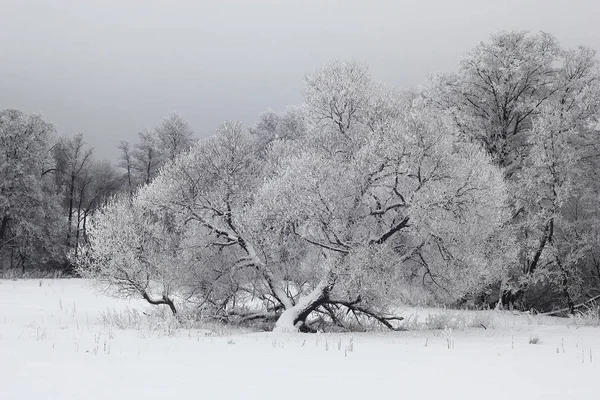 Vieux Saule Solitaire Autres Arbres Sont Couverts Givre Neige — Photo