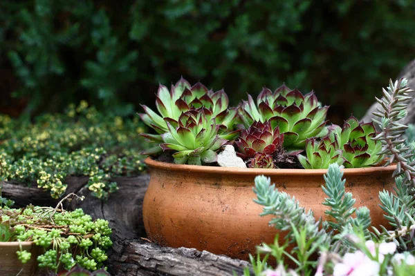 Grows in the clay pot standing in a flower bed sempervivum. Around other plants grow.