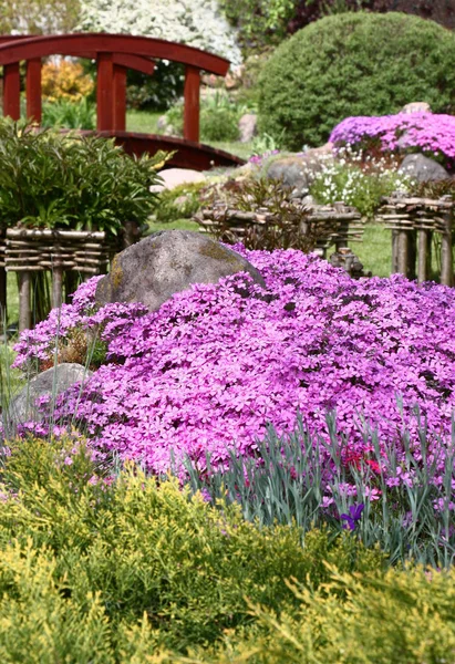 Luminoso phlox subulata in un giardino . — Foto Stock