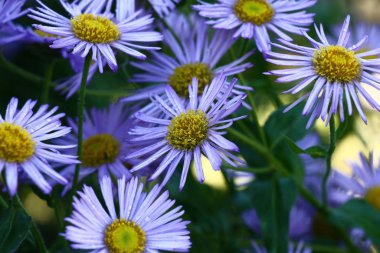 Çiçeklerdeki Aster alpinusu.