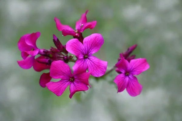 背の高い灰色緑色の背景に ルナリアの花序の高い紫色の花と蕾 — ストック写真