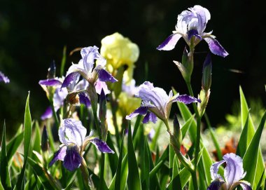 Mavi irisler, yağmur sonrası güneş altında alışılmadık derecede parlak ve şeffaf olurlar..