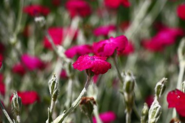  Lychnis Coronaria yaklaşıyor..