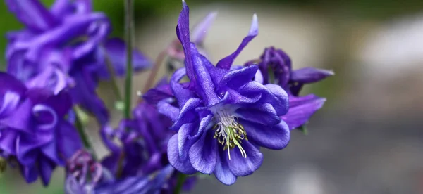 Blume Einer Ursprünglichen Form Mit Dunkelblauen Blütenblättern Neben Anderen Aquilegienblüten — Stockfoto