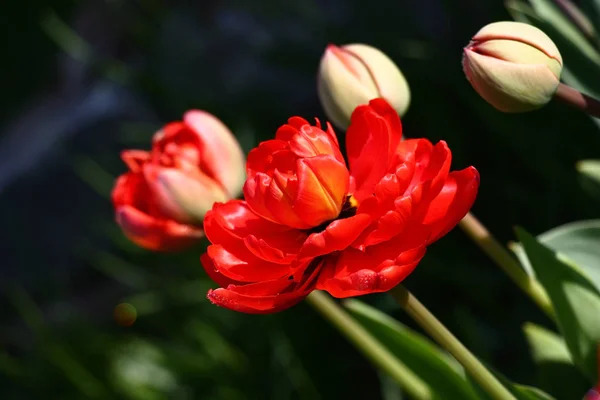 Dark Background Bright Terry Red Tulip Reveals — Stock Photo, Image