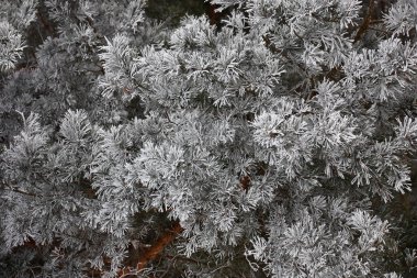 Çam ağacının dalları ve buzullarda iğneler.