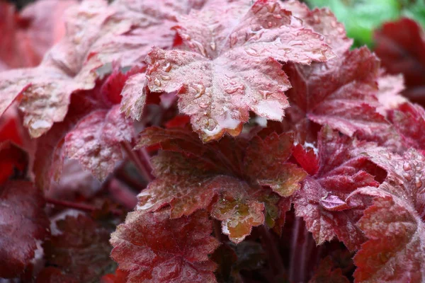 Vörös Tónusú Heuchera Világos Leveleit Eső Után Vízcseppek Borítják — Stock Fotó