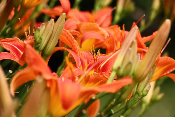 Una Gran Cantidad Flores Hemerocallis Crecimiento Silvestre Creó Punto Color —  Fotos de Stock