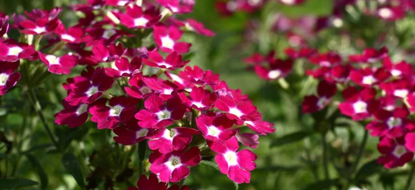 The bright verbena flowers, purple with the white middle, collected in inflorescences on a green background of leaves.