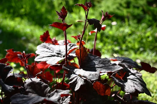 Claret Young Leaves Heuchera Beams Day Sun Green Background Grass — 스톡 사진