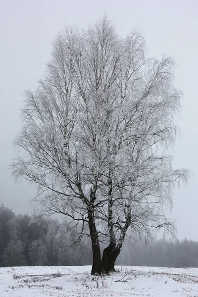 Trois bouleaux dans le givre . — Photo