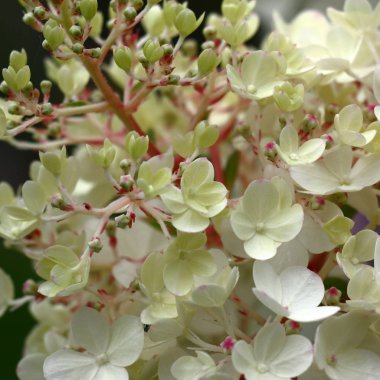 Ortanca beyaz parlak ve taze çiçek ve tomurcukları bir çiçeklenme bir parçası iyi görülebilir.