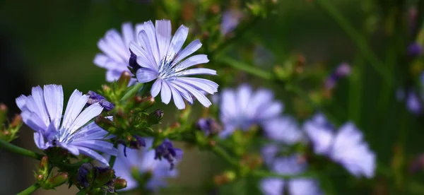 Calado Flores Azules Brotes Cicorio Sobre Fondo Verde Oscuro —  Fotos de Stock