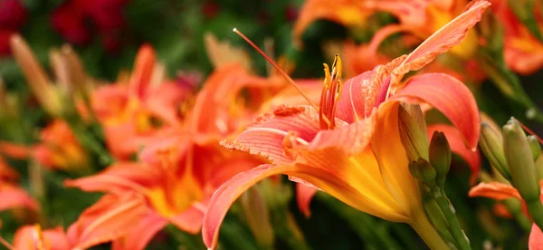 Una Gran Cantidad Flores Hemerocallis Crecimiento Silvestre Creó Punto Color —  Fotos de Stock